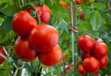 Томаты из Приднестровья заменят турецкие помидоры на рынке России 