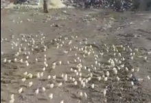 Сотни цыплят вылупились из выброшенных на свалку яиц в Грузии 