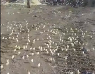 Сотни цыплят вылупились из выброшенных на свалку яиц в Грузии 